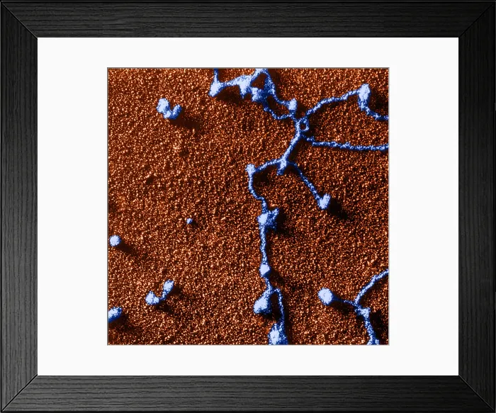 Framed Print : Genetics, RNA Attached to DNA, TEM Framed Print : Genetics, RNA Attached to DNA, TEM