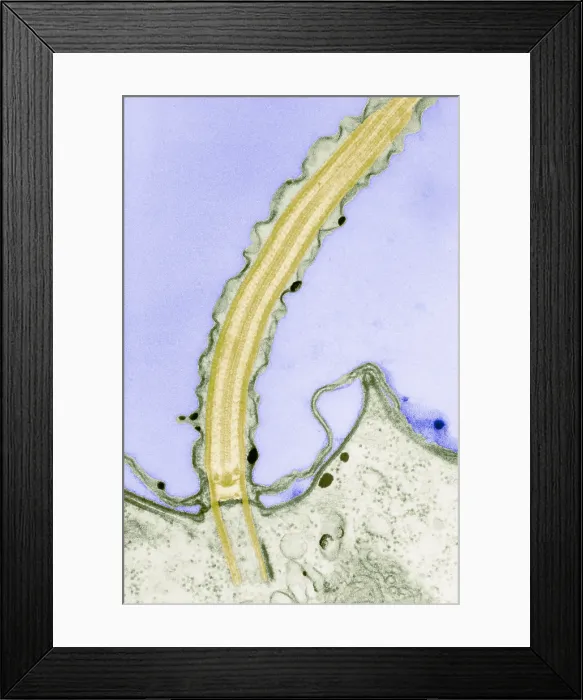 Framed Print : Cilia. Longitudinal section of cilia. Cilia (and flagella) are projections Framed Print : Cilia. Longitudinal section of cilia. Cilia (and flagella) are projections