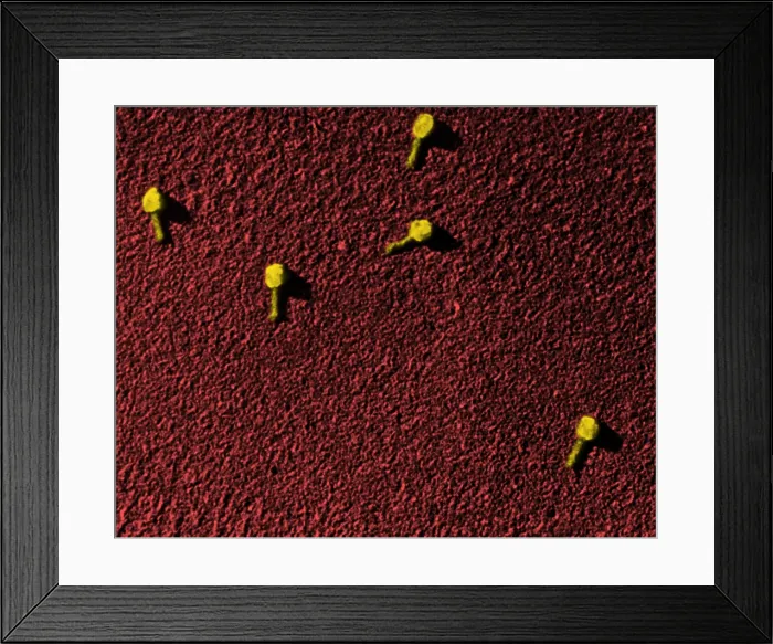 Framed Print : Enterobacteria phage T2, TEM Framed Print : Enterobacteria phage T2, TEM
