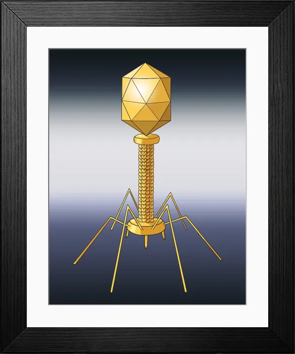 Framed Print : Virus Shape, Enveloped, Illustration Framed Print : Virus Shape, Enveloped, Illustration
