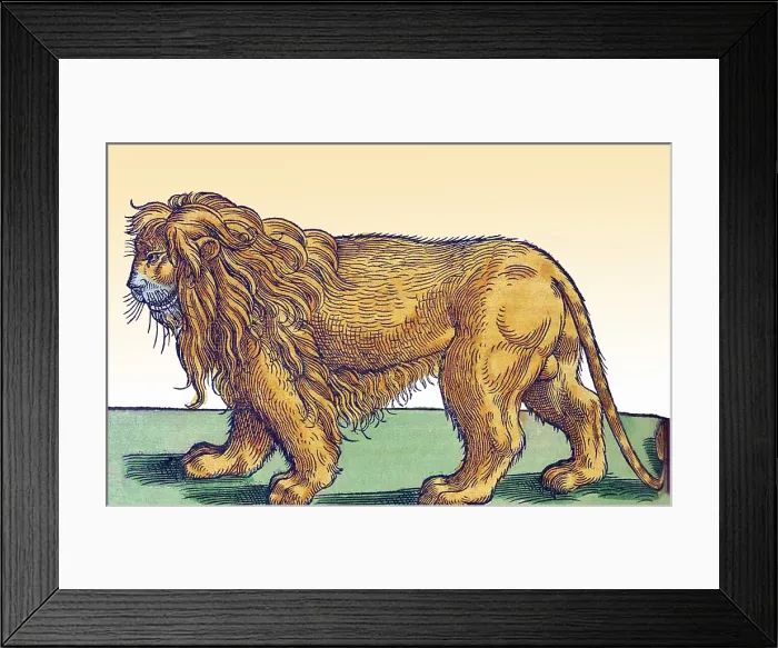 Framed Print : Gessner, Lion, 16th Century Framed Print : Gessner, Lion, 16th Century
