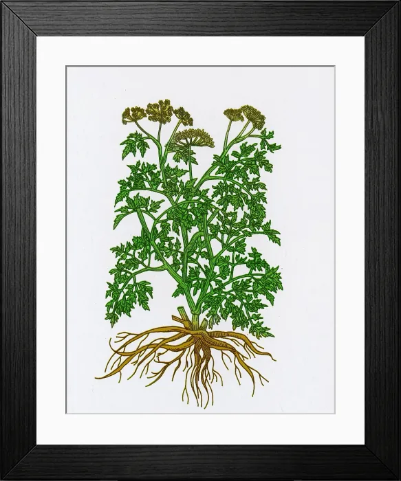 Framed Print : Wild Parsley Framed Print : Wild Parsley