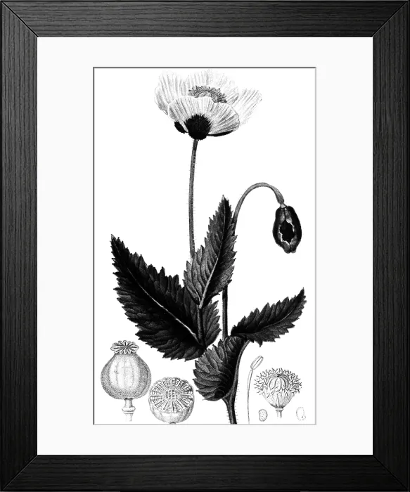 Framed Print : Medicinal Plant, Poppy, 1815 Framed Print : Medicinal Plant, Poppy, 1815