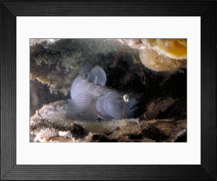 Framed Print : Naked Goby Guarding Eggs