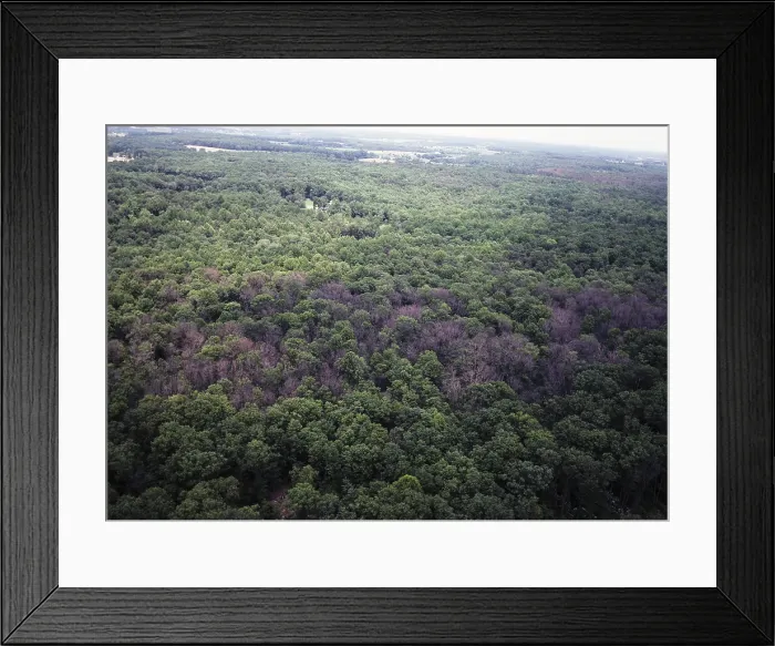 Framed Print : Gypsy Moth damaged forest Framed Print : Gypsy Moth damaged forest