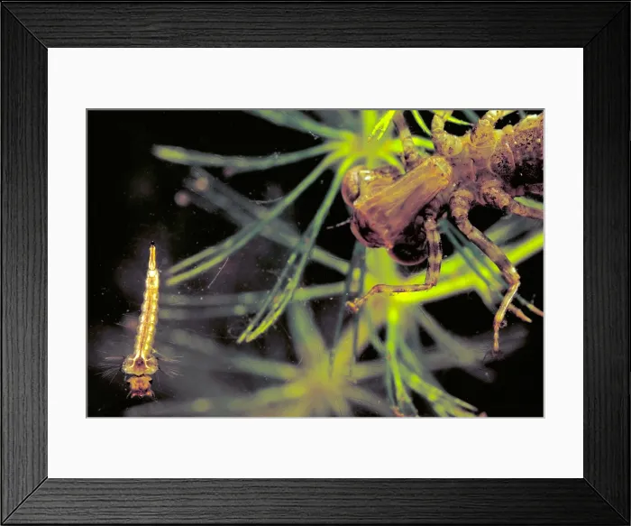 Framed Print : Dragonfly Nymph & Mosquito Larva Framed Print : Dragonfly Nymph & Mosquito Larva