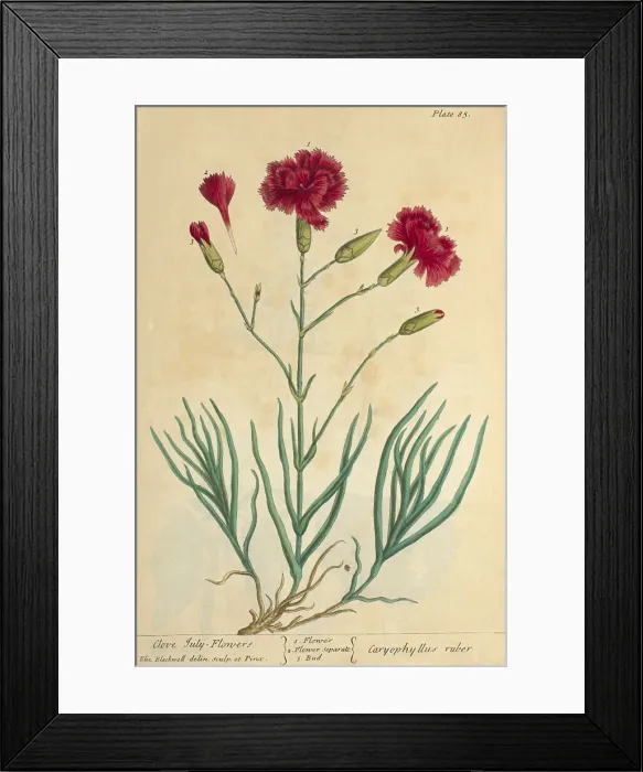 Framed Print : Clove July Flower, Medicinal Plant, 1737 Framed Print : Clove July Flower, Medicinal Plant, 1737