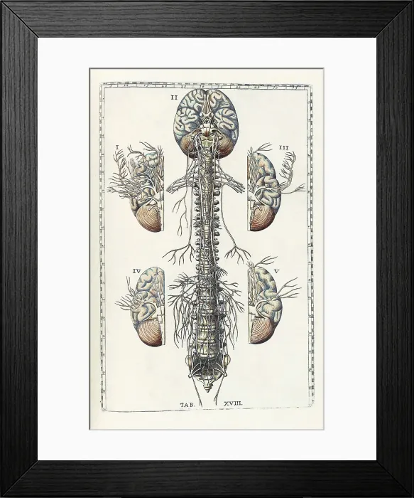 Framed Print : Eustachi, 'Tabulae anatomicae', 1783 Framed Print : Eustachi, 'Tabulae anatomicae', 1783