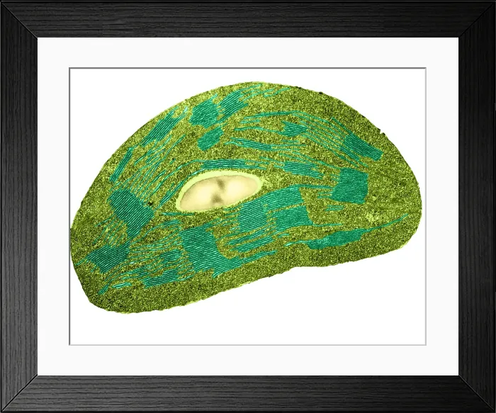 Framed Print : Tomato Chloroplast, TEM Framed Print : Tomato Chloroplast, TEM
