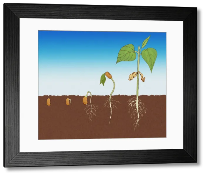 Framed Print : Stages of Germination