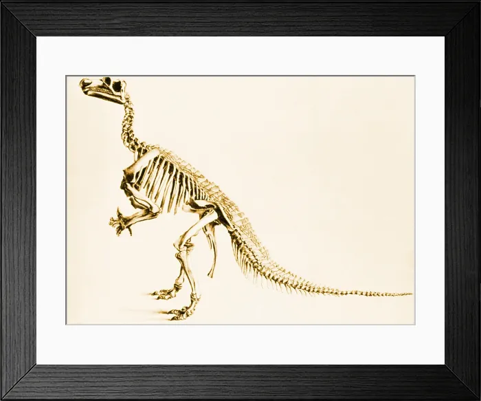 Framed Print : Iguanodon, Mesozoic Dinosaur Framed Print : Iguanodon, Mesozoic Dinosaur