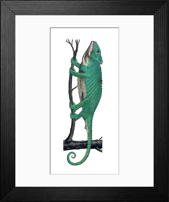 Framed Print : Gessner, Chameleon, 16th Century