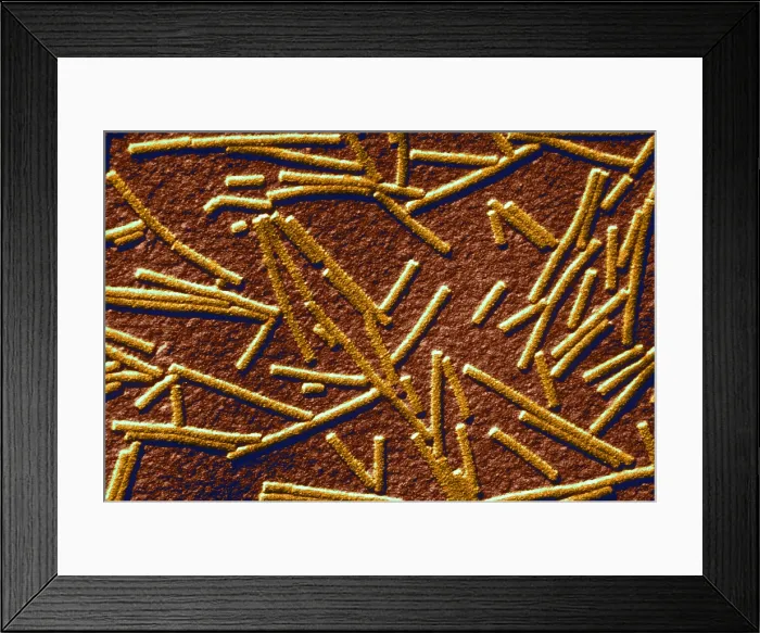 Framed Print : Tobacco mosaic Virus, TEM Framed Print : Tobacco mosaic Virus, TEM