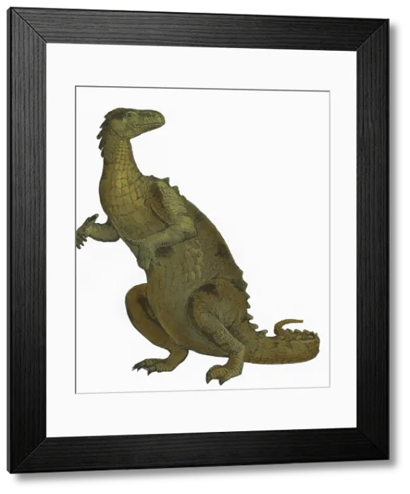 Framed Print : Iguanodon, Mesozoic Dinosaur Framed Print : Iguanodon, Mesozoic Dinosaur