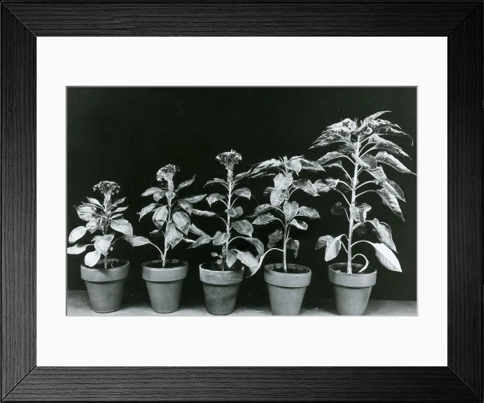 Framed Print : Daylight Experiment Framed Print : Daylight Experiment
