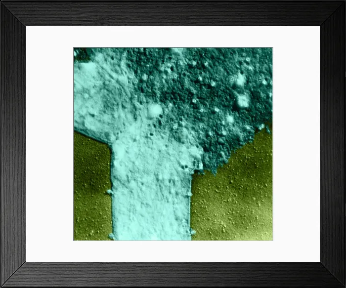 Framed Print : Colon Bacillus, T4 Bacteriophage Infection, TEM Framed Print : Colon Bacillus, T4 Bacteriophage Infection, TEM