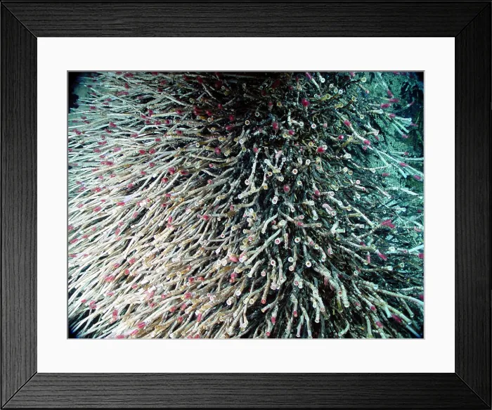 Framed Print : Hydrothermal Tubeworms Framed Print : Hydrothermal Tubeworms