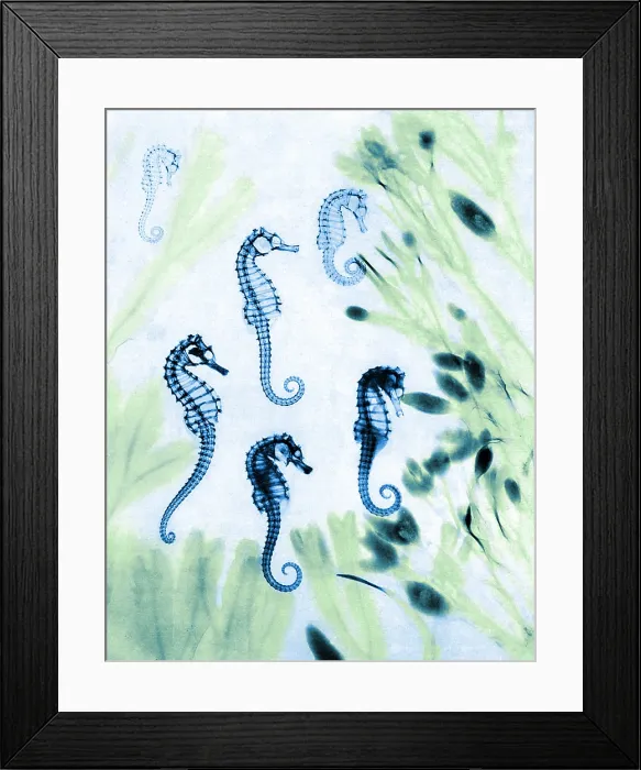 Framed Print : Seahorses, Historical X-Ray Framed Print : Seahorses, Historical X-Ray