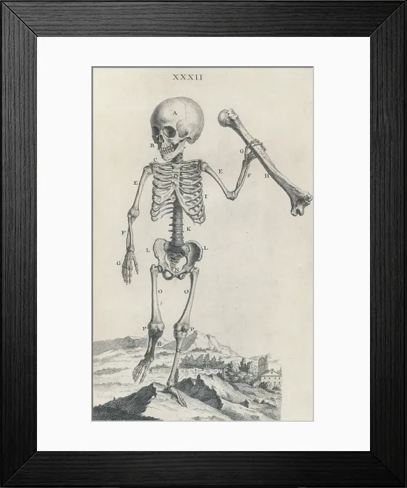 Framed Print : William Cheselden, 'Osteographia', 1733 Framed Print : William Cheselden, 'Osteographia', 1733