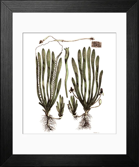Framed Print : Page from Darwin's Botanic Garden