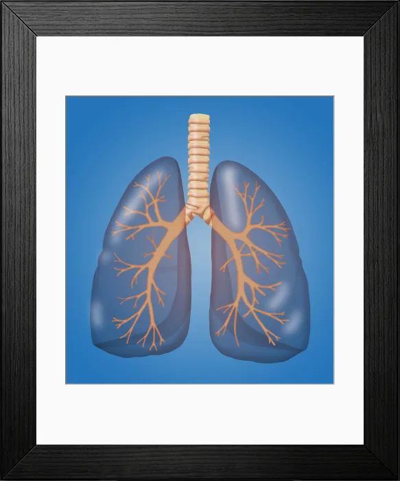 Framed Print : Healthy Lungs