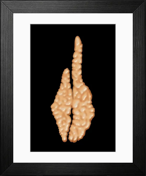 Framed Print : Thymus, Illustration Framed Print : Thymus, Illustration