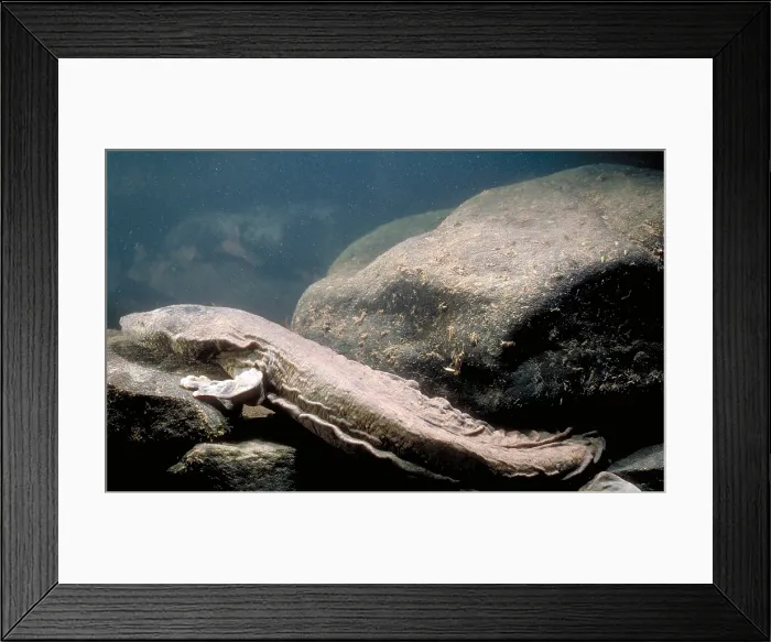Framed Print : Hellbender Framed Print : Hellbender