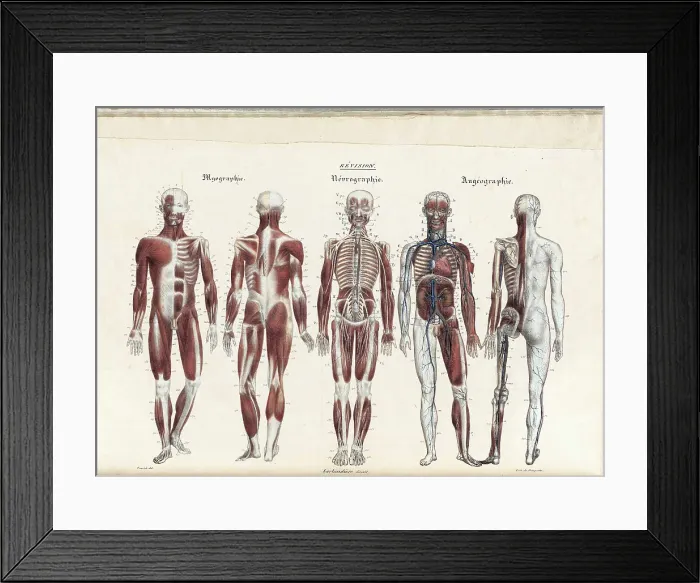 Framed Print : Anatomie Methodique Illustrations Framed Print : Anatomie Methodique Illustrations