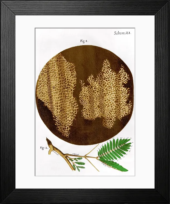 Framed Print : Illustration of cork wood cells Framed Print : Illustration of cork wood cells