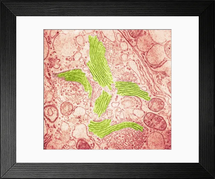 Framed Print : TEM of Golgi Bodies
