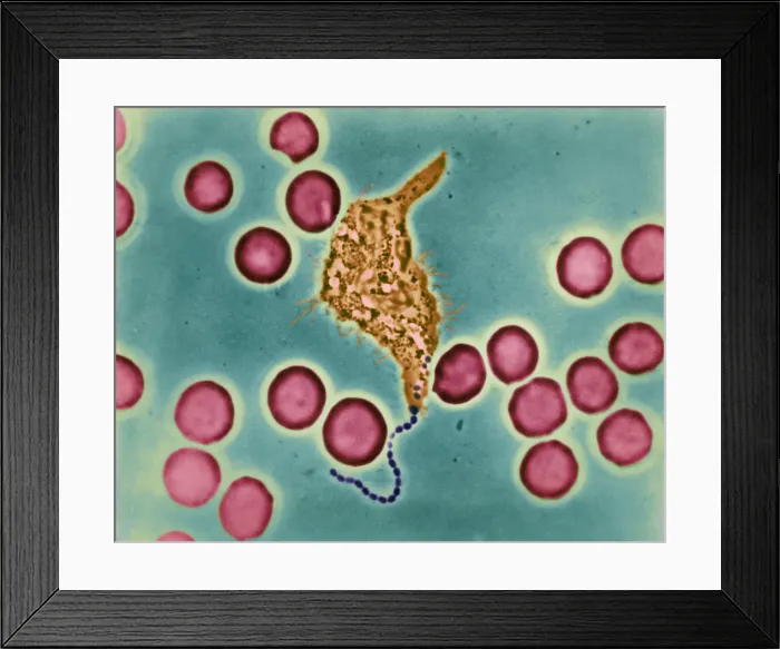 Framed Print : Phagocytosis, WBC Ingesting Streptococcus