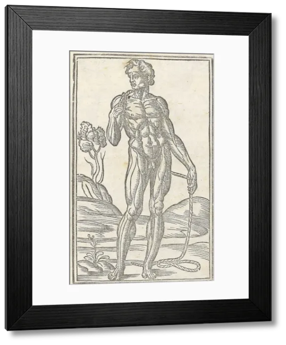 Framed Print : Jacopo Berengario da Carpi, Anatomy Framed Print : Jacopo Berengario da Carpi, Anatomy