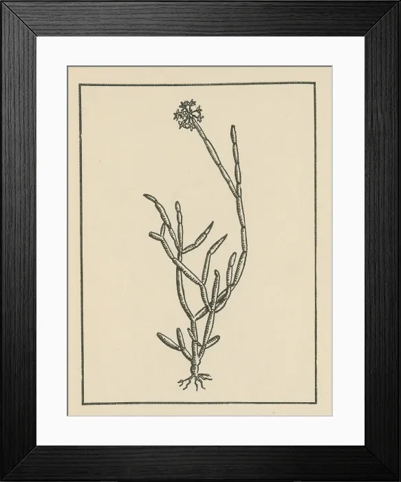 Framed Print : Soma Plant Framed Print : Soma Plant