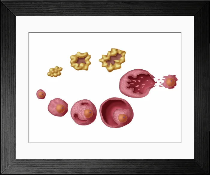 Framed Print : Ovarian Follicles, Illustration Framed Print : Ovarian Follicles, Illustration