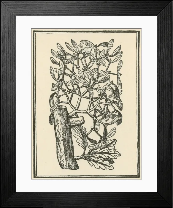 Framed Print : Mistletoe, Alchemy Plant Framed Print : Mistletoe, Alchemy Plant
