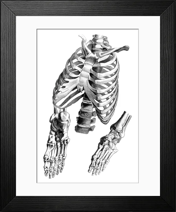 Framed Print : Jacques Gamelin, Nouveau d'osteologie, 1779 Framed Print : Jacques Gamelin, Nouveau d'osteologie, 1779