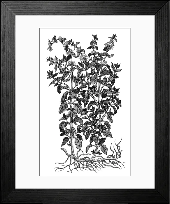 Framed Print : Pennyroyal, Alchemy Plant