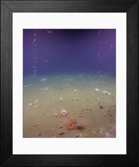 Framed Print : Methane Bubbles on the Sea Floor Framed Print : Methane Bubbles on the Sea Floor