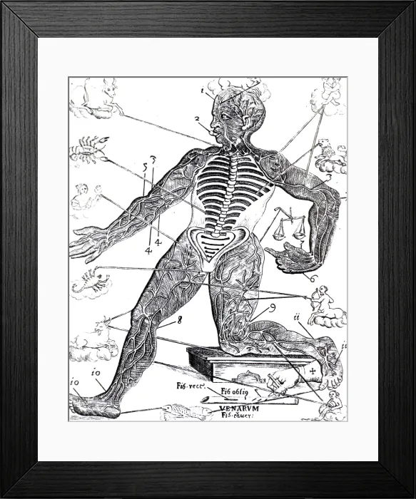 Framed Print : Vein Man, Medical Astrology, 17th Century Framed Print : Vein Man, Medical Astrology, 17th Century