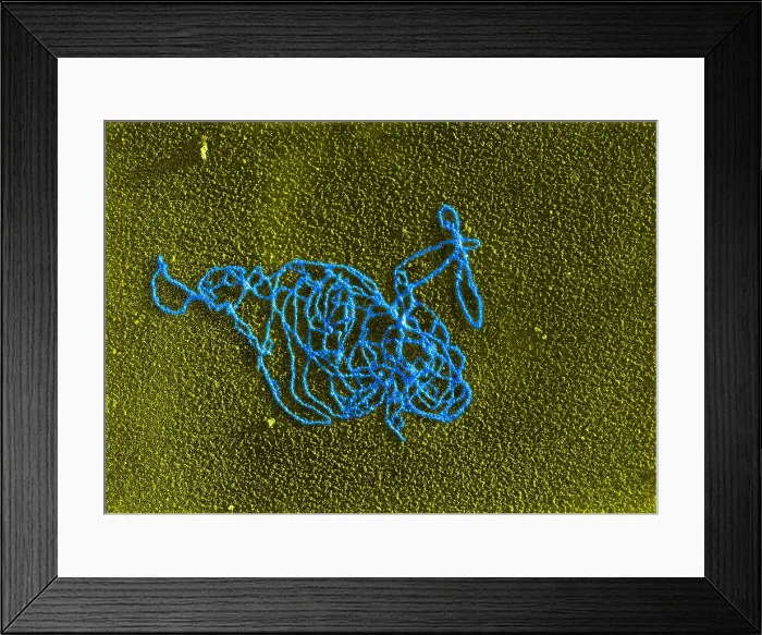 Framed Print : Polymerase Reaction, DNA with E. coli RNA, TEM