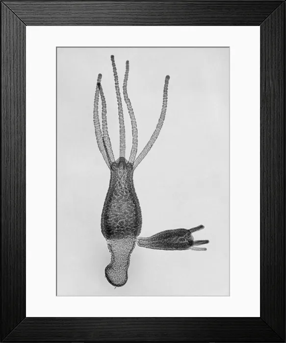 Framed Print : Hydra, light micrograph Framed Print : Hydra, light micrograph