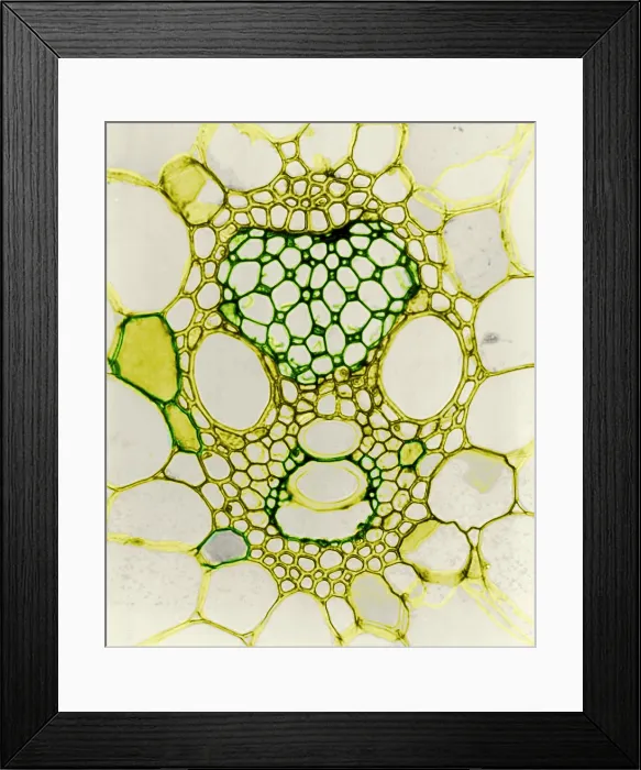 Framed Print : Corn Stem, light micrograph Framed Print : Corn Stem, light micrograph