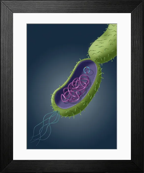 Framed Print : Transfer of genetic material, horizontal gene transfer (HGT), through plasmid transfer, microbiology visual Framed Print : Transfer of genetic material, horizontal gene transfer (HGT), through plasmid transfer, microbiology visual