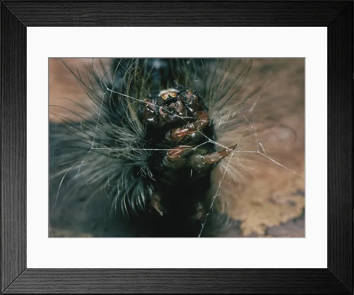 Framed Print : Gypsy Moth caterpillar begins cocoon