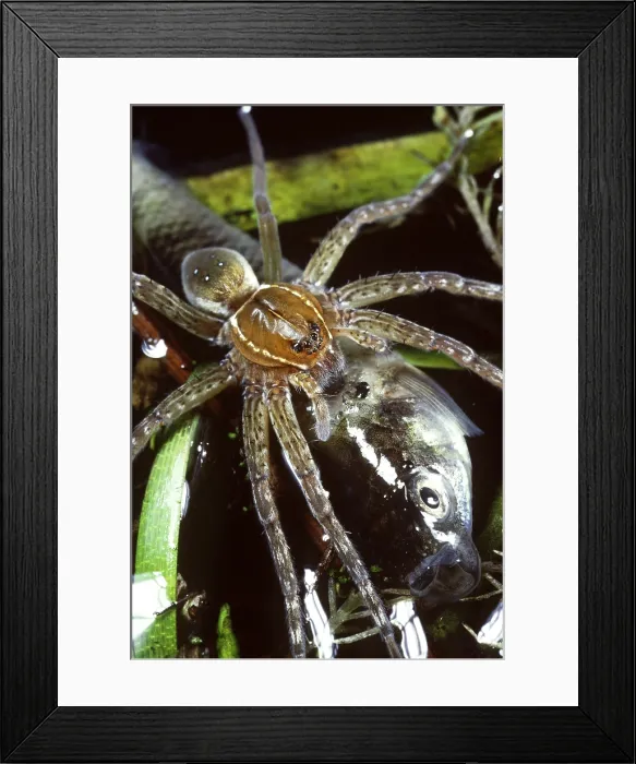 Framed Print : Fishing Spider feeding on a fish Framed Print : Fishing Spider feeding on a fish