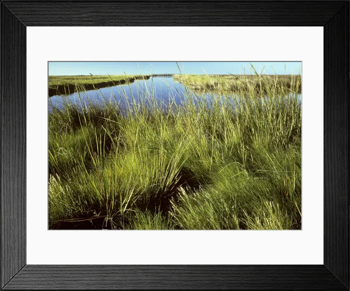 Framed Print : Saltmarsh Cordgrass (Spartina alterniflora) Framed Print : Saltmarsh Cordgrass (Spartina alterniflora)