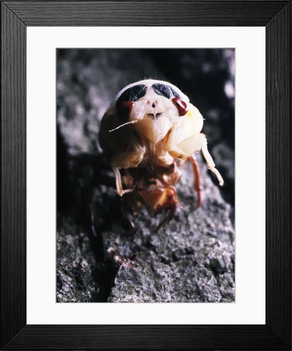 Framed Print : Periodical Cicada