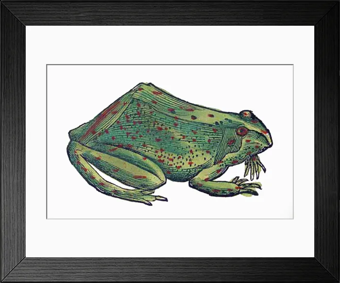 Framed Print : Gessner, Frog, 16th Century