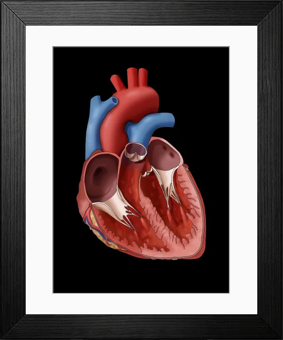 Framed Print : Anatomy of the Human Heart, Illustration Framed Print : Anatomy of the Human Heart, Illustration