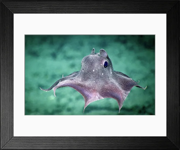 Framed Print : Dumbo Octopus Framed Print : Dumbo Octopus